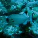 Shadowfin Soldierfish
