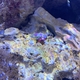 Red Reef Hermit