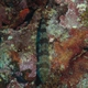  Variegated Lizardfish