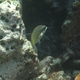 Three-lined Rainbowfish