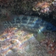 Five-spotted Wrasse