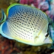 Peppered Butterflyfish