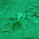 Seagrass Razorfish