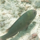 Stareye Parrotfish