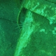 Spotfin Lionfish (Juvenile)