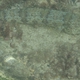 Diamond Lizardfish