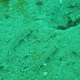 Ochre-banded Goatfish