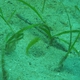 Seagrass Razorfish