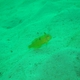 Yellowblotch Razorfish (Juvenile)