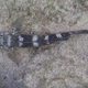 Madeira Goby