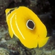Blue-lashed Butterflyfish