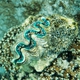 Large Giant Clam