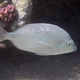 Arabian Pinfish
