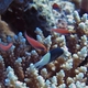 Red Sea Flasher Wrasse
