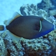 Bluethroat Triggerfish