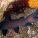Black Sea Catfish