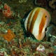 Golden-girdled Coralfish