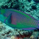 Red Sea Steephead Parrotfish