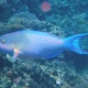 Tricolor Parrotfish