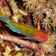 Solor Wrasse