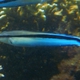 False Cleanerfish