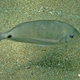 Arabian Pinfish