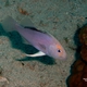Yellowfin Soapfish