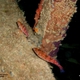 Cave Hawkfish