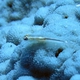 Toothy Goby