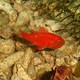 Weedy Cardinalfish