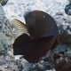 African Wrasse