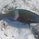Purple-brown Parrotfish