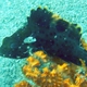 Highfin Grouper (Juvenile)