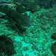 Brown-banded Bamboo Shark