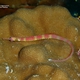 Black-breasted Pipefish