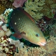 Bullethead Parrotfish