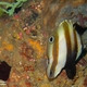 Two-eyed Coralfish