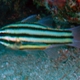Broad-striped Cardinalfish