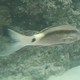 Longbarbel Goatfish