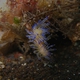 Opalescent Sea Slug