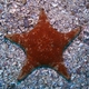 Sydney Sea Star