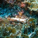 Rufomaculatus Sea Slug