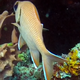 Pinecone Soldierfish
