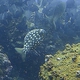 Cortez Sea Chub