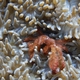 Orangutan Crab