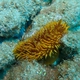 Cup Coral Nudibranch