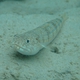 Atlantic Lizardfish