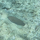 Black Wrasse 