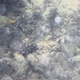 Harlequin Filefish