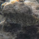 Rivulated Rabbitfish